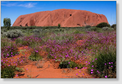 Uluru mit Blütenteppich